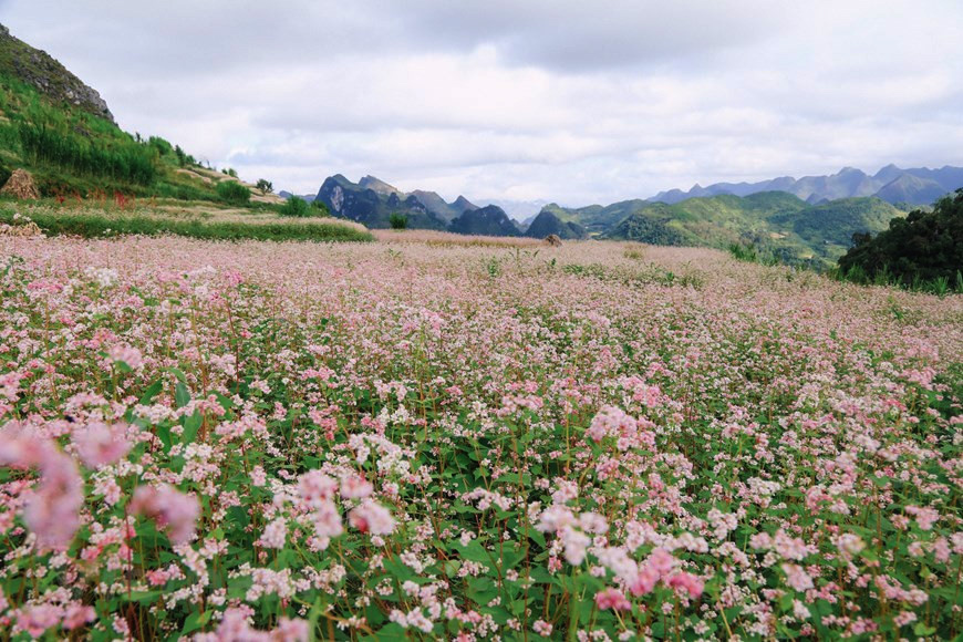 flower-season_ha-giang