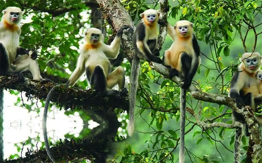 monkey