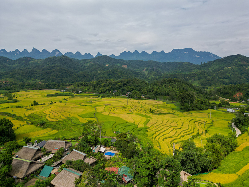 rice-fields